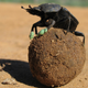Illustration for article titled Dung beetles like to chill on top of balls of poop. Now we know why.